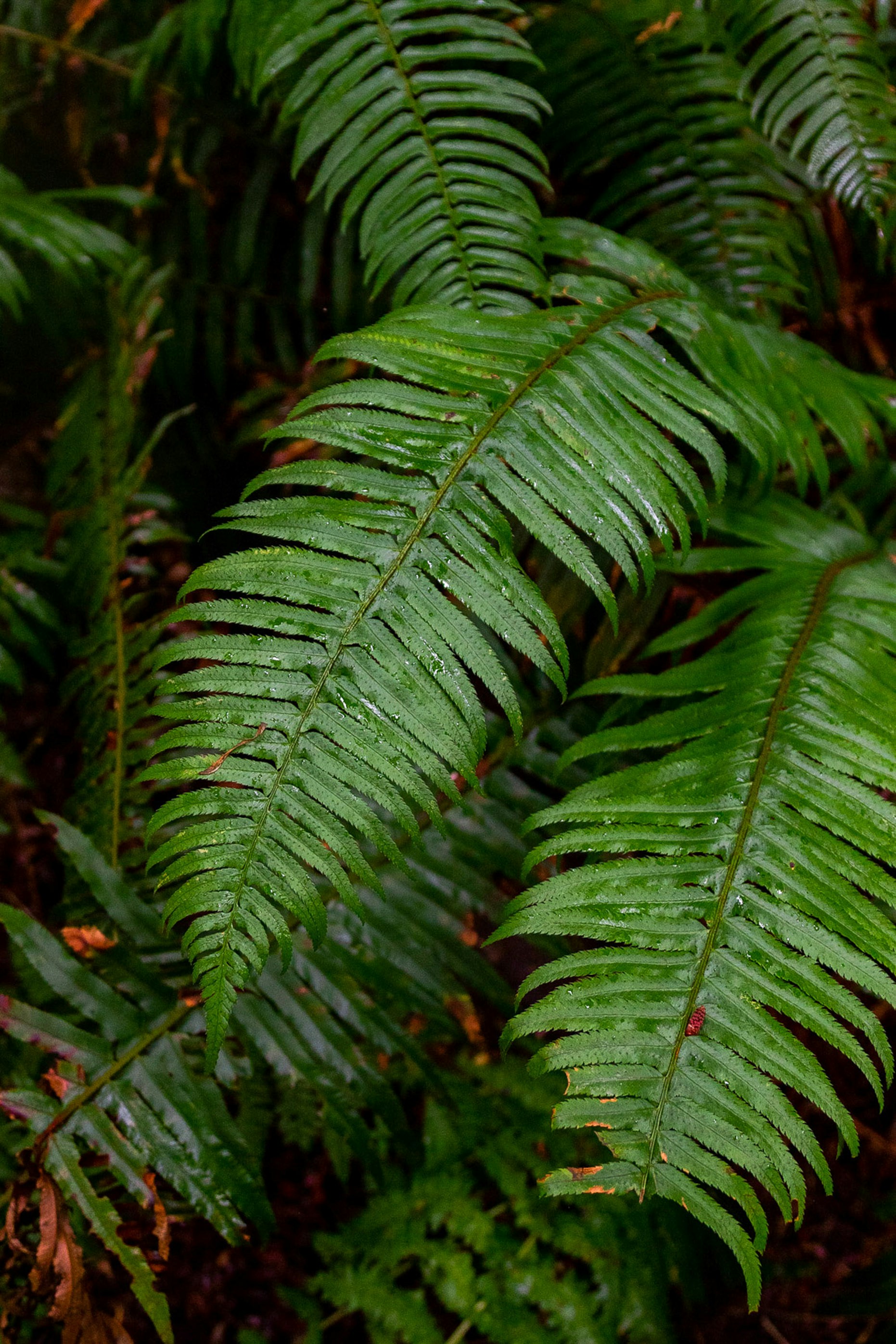 Big image with a green plant